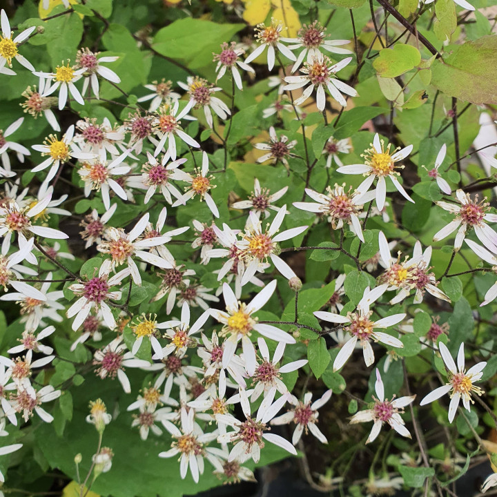 Fleurs de l'Aster divaricatus Beth Chatto