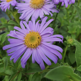 Aster frikartii Mönch