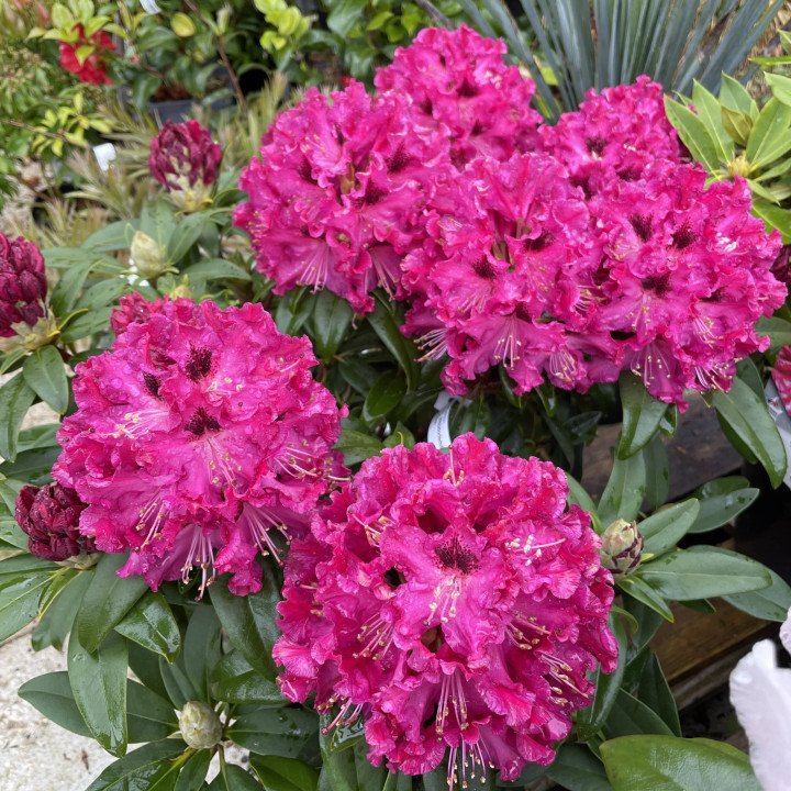 Rhododendron Marie Forte