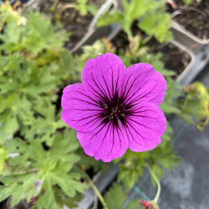 Fleur du Géranium Matu Vu