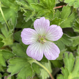 Geranium Confetti
