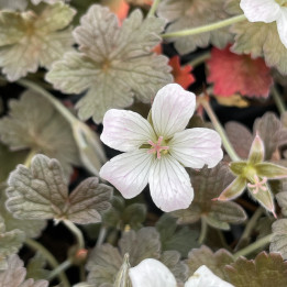 Geranium Rothbury Red