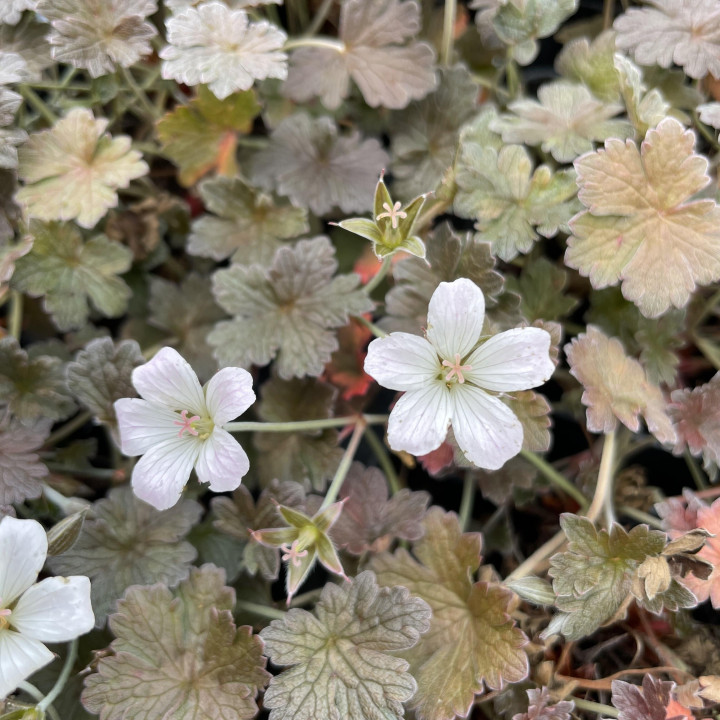 Geranium Rothbury Red