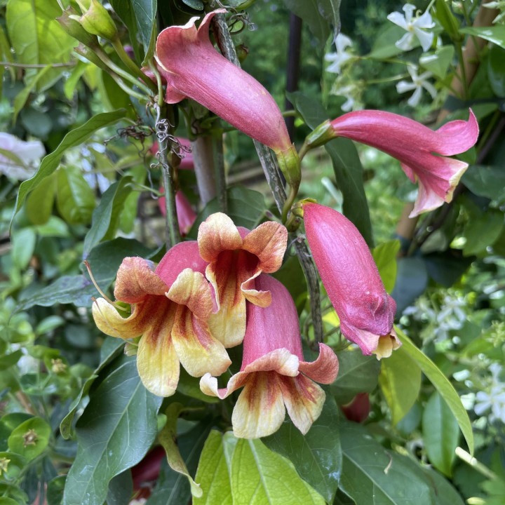 Bignonia capreolata