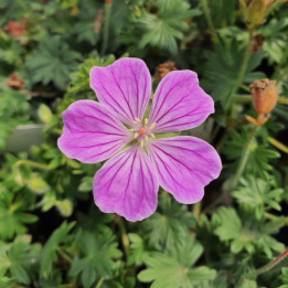 Geranium sanguineum Canon Miles