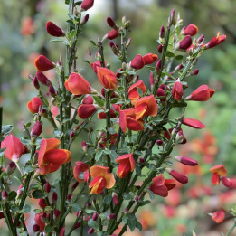 Cytisus scoparius Lena