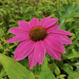 Echinacea Pow Wow Wild Berry