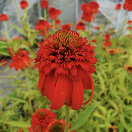 Echinacea Hot Papaya - Fleurs