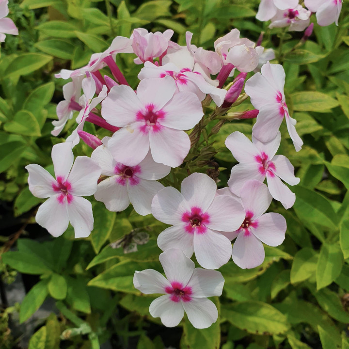 Phlox paniculata White Eye Flame