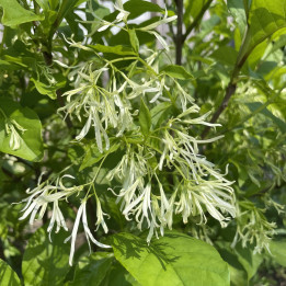 Chionanthus virginicus