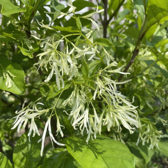 Chionanthus virginicus