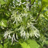 Chionanthus virginicus