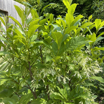 Chionanthus virginicus