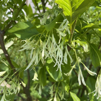 Chionanthus virginicus