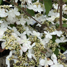 Viburnum plicatum Kilimandjaro Sunrise