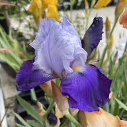 Iris germanica Arpège