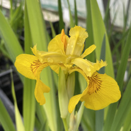 Iris pseudacorus Variegata
