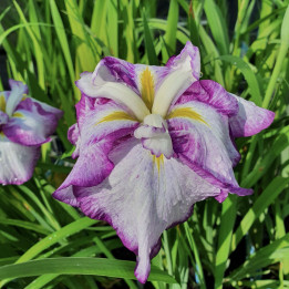 Iris ensata Dinner Plate Tiramisu