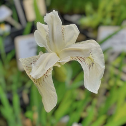 Iris pseudacorus Alba