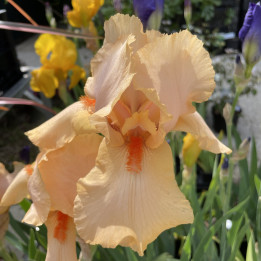 Iris germanica Happy Birthday