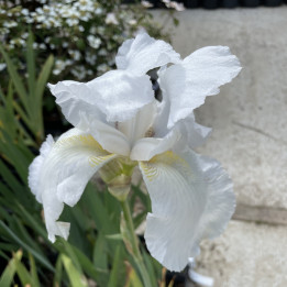 Iris germanica Glacier