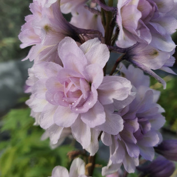 Delphinium Cha Cha Delphinium Cha Cha