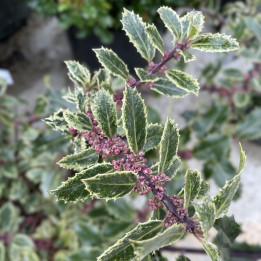 Ilex aquifolium Ingramii
