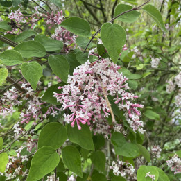 Syringa microphylla Superba