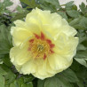 Paeonia Bartzella