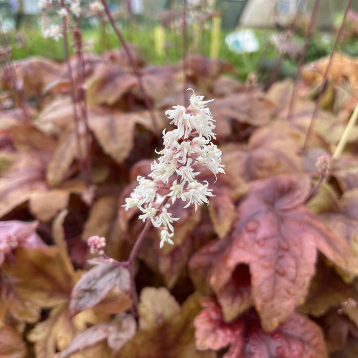 Heucherella Brass Lantern