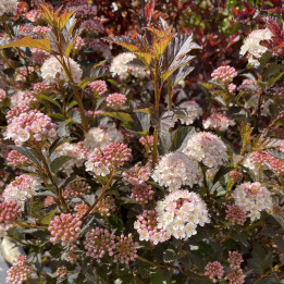 Physocarpus opulifolius Tiny Wine