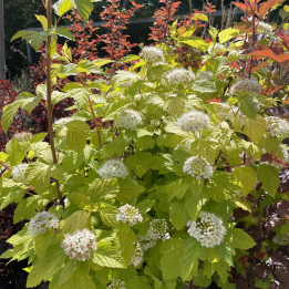 Physocarpus opulifolius Dart's Gold