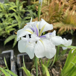 Iris laevigata Snowdrift