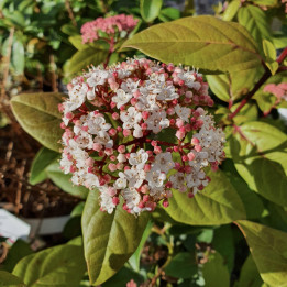 Viburnum tinus Lisarose Loren