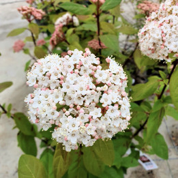 Viburnum tinus Quimper