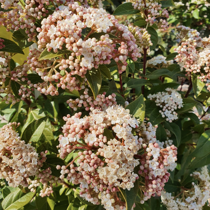 Viburnum tinus Eve Price