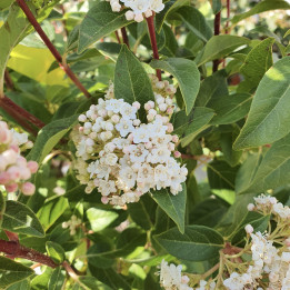 Viburnum tinus Eve Price