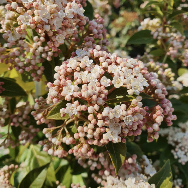 Viburnum tinus Eve Price