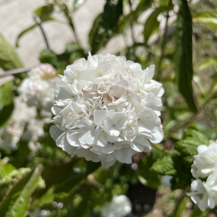 Viburnum opulus Roseum
