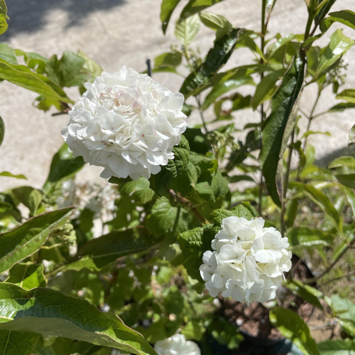 Viburnum opulus Roseum