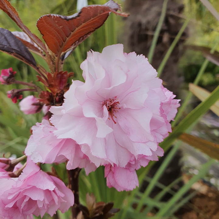 Prunus serrulata Royal Burgundy