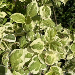 Philadelphus coronarius variegatus