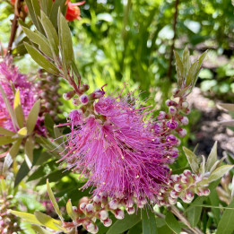 Callistemon salignus Perth Pink