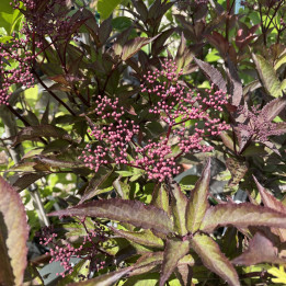Sambucus nigra Black Beauty