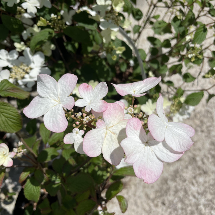 Viburnum plicatum Pinkawai