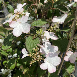 Viburnum plicatum Pinkawai