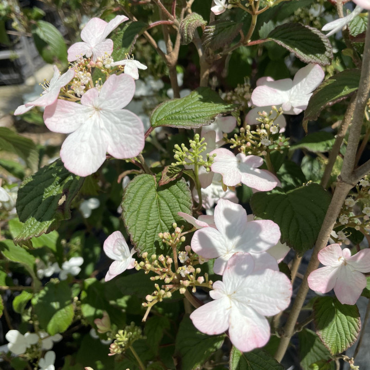 Viburnum plicatum Pinkawai
