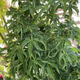 Acer palmatum Shishigashira