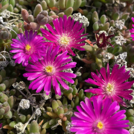 Delosperma Jewel of Desert Opal