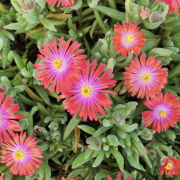 Delosperma Jewel of Desert Garnet